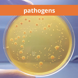 validated pathogens - agar plate with streaks