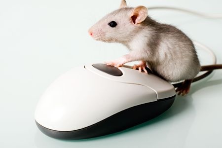 mouse and computer mouse